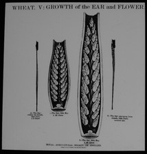 Wheat farming no9 for sale  HAYLE