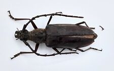 Cerambycidae hoplocerambyx fem gebraucht kaufen  Wadern