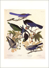 ducks magpie for sale ducks magpie for sale Carmel Valley