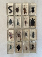 Vintage scientific insect for sale Vintage scientific insect for sale  CARDIFF