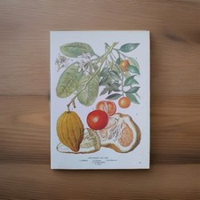 Kumquat clementine vintage for sale  BIRKENHEAD
