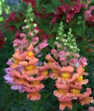 Bronze snapdragons antirrhinum for sale  LONDON