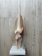 Anatomical knee model for sale  REIGATE