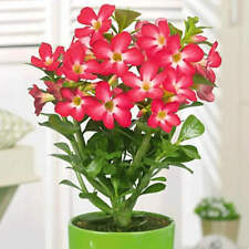 Pink flower desert for sale  ANTRIM