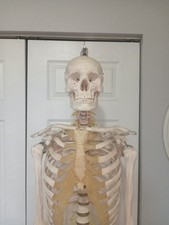 Anatomical skeleton model for sale  Miami