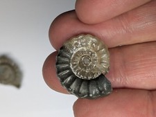 Beautiful ammonite charmouth for sale Beautiful ammonite charmouth for sale  AXMINSTER