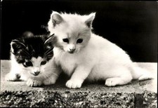 Alte katzen hauskatzen gebraucht kaufen  Berlin