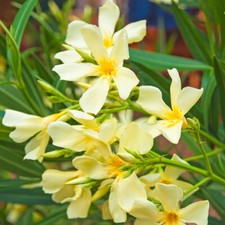 Oleander double yellow for sale  PETERBOROUGH