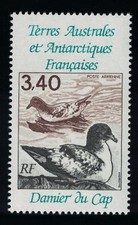 Birds pintado petrels for sale  UK