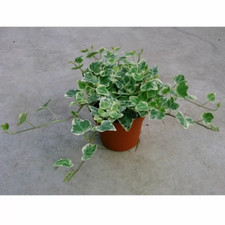 ivy plant for sale  KEIGHLEY