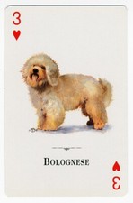 Bolognese single dog for sale Bolognese single dog for sale  COLEFORD