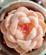 Echeveria pure love for sale  Miami