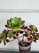 Aeonium plum purdy for sale  San Francisco