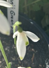 Galanthus peshmenii green for sale  LEICESTER