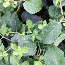 Hydrangea petiolaris 9cm for sale  LLANDYSUL