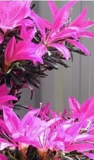 Beautiful satsuki azalea for sale  BANGOR