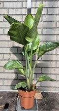 Strelicia nicolai baumstrelizi gebraucht kaufen  Bad Lippspringe