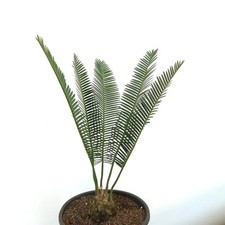 Dioon edule valles usato  Napoli