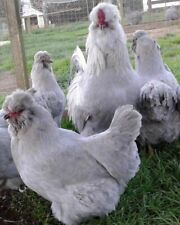 Uova fertili aracauna usato  Benevento