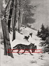 Wolf pack hunts for sale  Lake Villa