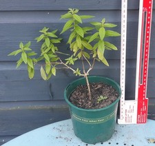 Lemon verbena aloysia for sale  CARNOUSTIE