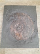 Fossil versteinerung schieferp gebraucht kaufen  Bad Freienwalde (Oder)