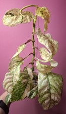 Rhaphidophora Puberula Variegata  na sprzedaż  PL