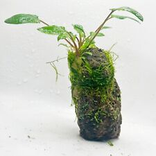 Lava rock live for sale  ACHARACLE
