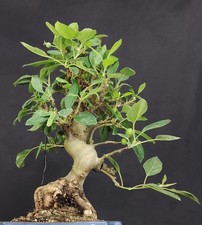 bonsai melo usato bonsai melo usato Cison di Valmarino