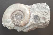 Nannina deltafalcata apophyse gebraucht kaufen  Dunningen