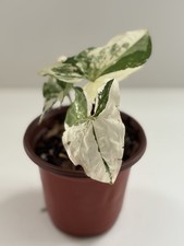 arrowhead vine for sale  Providence