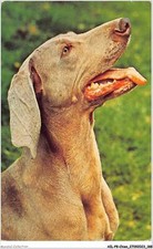 Ailp8 0806 chien d'occasion  France