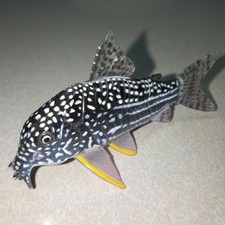 Corydoras mini figure d'occasion  Expédié en Belgium