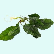 Anubias barteri live for sale  Forney