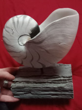Chambered nautilus petrified for sale  Redondo Beach