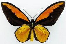 Ornitotteri creso creso usato  Spedire a Italy