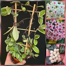 Hoya combo planter. for sale  NOTTINGHAM