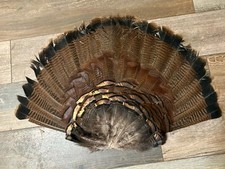 Eastern wild turkey for sale  Summerville
