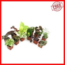 Live houseplant collection for sale  Hialeah