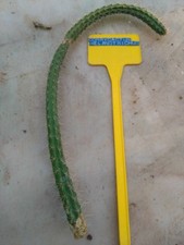 Corryocactus melanotrichus. cu usato  Civitanova Marche