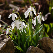 Preorder single snowdrop for sale  CRAWLEY