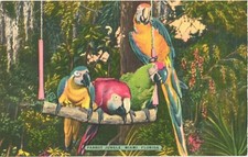 Usado, Cartão postal Miami Florida The Macaws Swing Quartet papagaio selva comprar usado  Enviando para Brazil