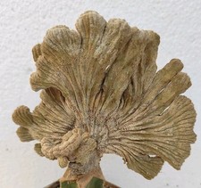 onzuka usato onzuka usato  Lecce