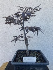 Fagus sylvatica midnight gebraucht kaufen  Ingolstadt