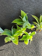 Agave attenuata foxtail for sale  Inglewood