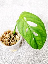 Monstera esqueleto well for sale  LONDON