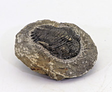Begehrter trilobit hollardops gebraucht kaufen  Duisburg