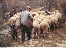 Animaux moutons vieux d'occasion  Fruges