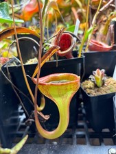 nepenthes for sale nepenthes for sale Raleigh