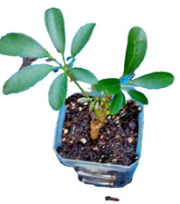 Schefflera arboricola plant for sale  Winter Haven
